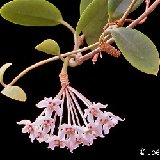 Hoya australis JL (rooted plants)
